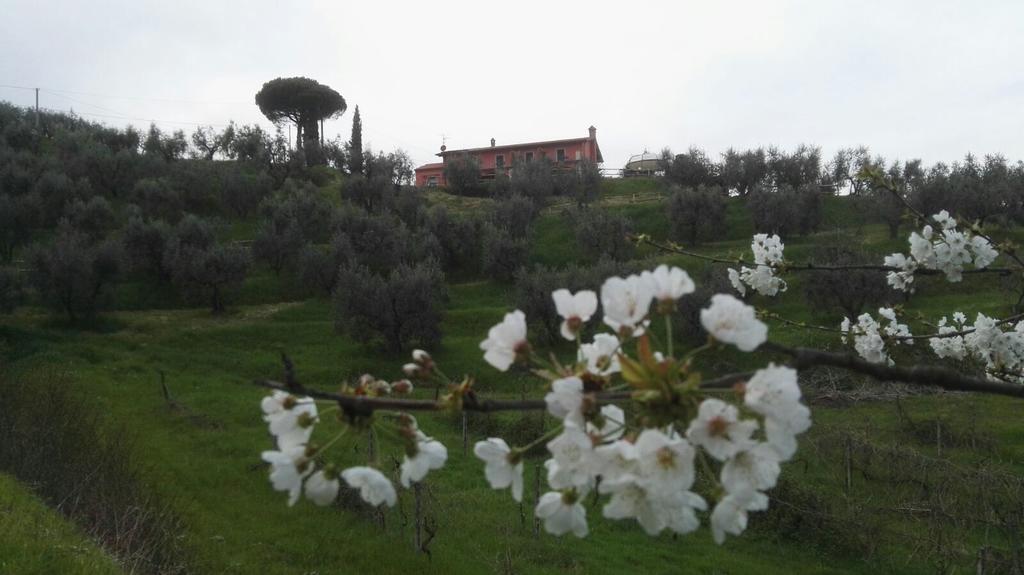 Olivia B&B And Apartment Cantagrillo Esterno foto